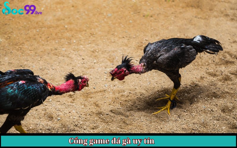 cổng game đá gà uy tín