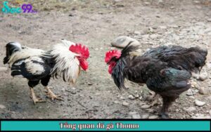 Tổng quan đá gà Thomo
